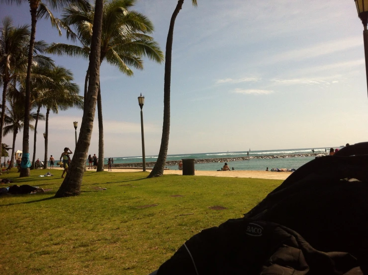 palm trees blowing in the wind at the beach