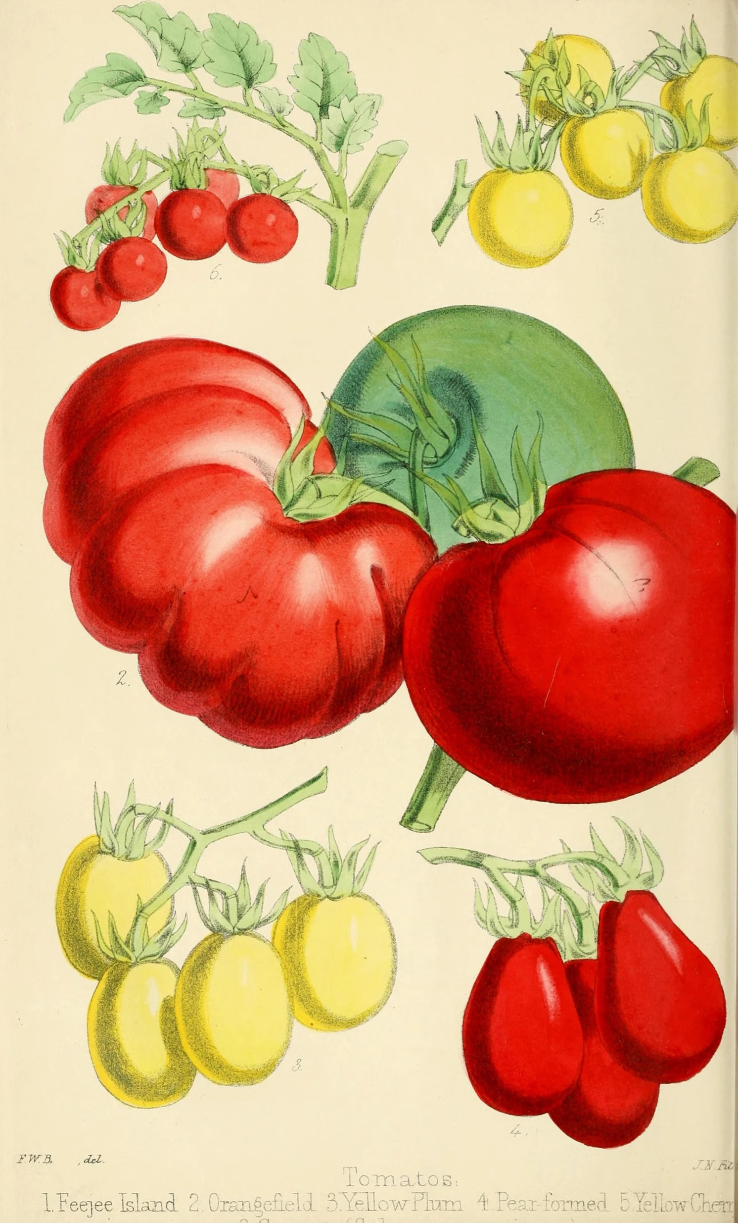 a colorful illustration of various tomatoes and peppers