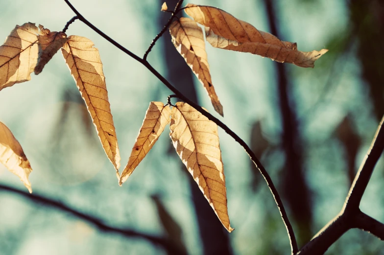 leaves are standing on a tree nch with leaves without leaves