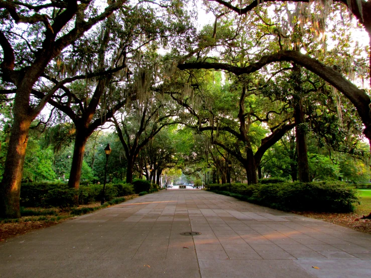 trees in the park with lots of foliage on them