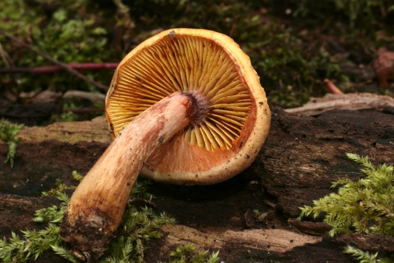 the mushroom on the side is yellow