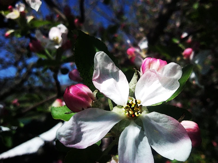 an image of a tree with flowers in the foreground