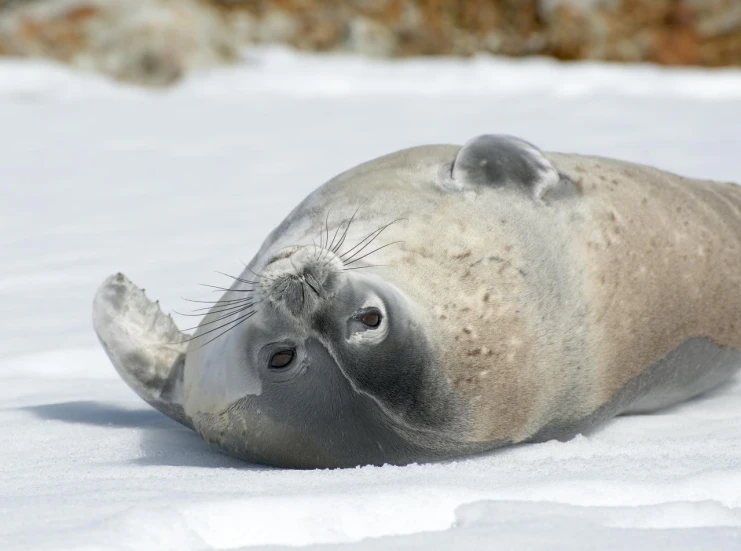 a close up of a animal laying in the snow