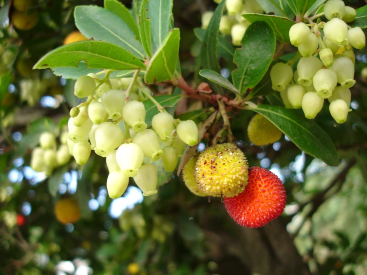 the berries of a tree with yellow fruits and green leaves