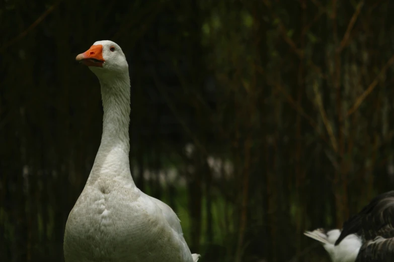 a close up of two geese near one another