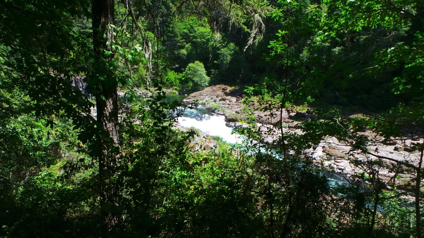 a river flowing through lush green forest filled with trees