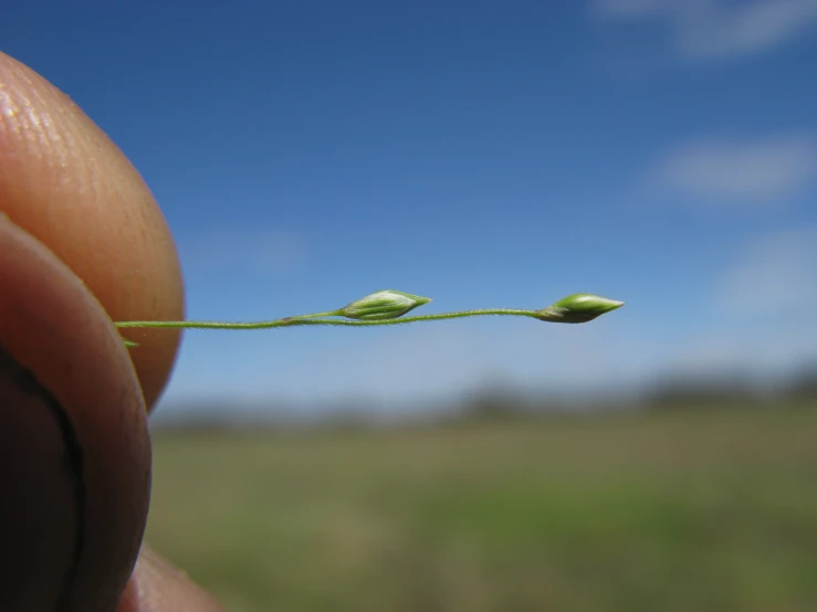 two leaves with green stems sprout from each of them