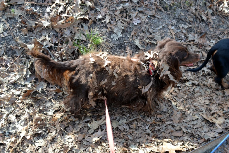 a dog is on the ground next to another dog