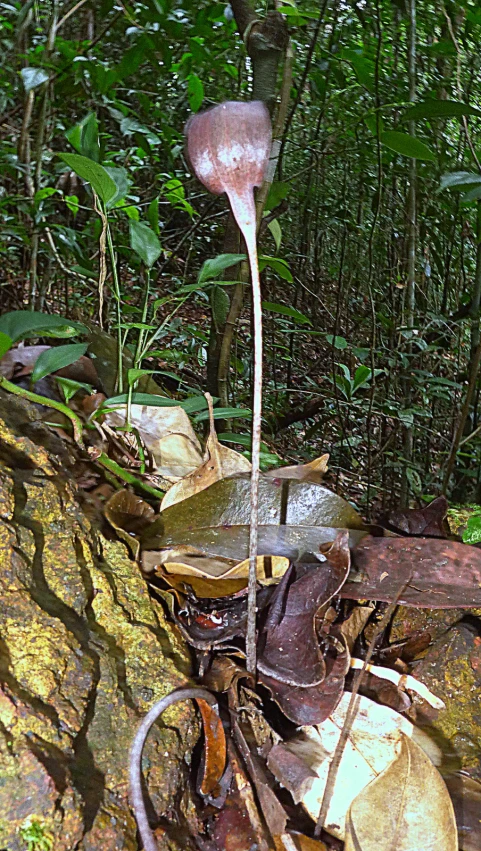 an old bike is on a mossy rock