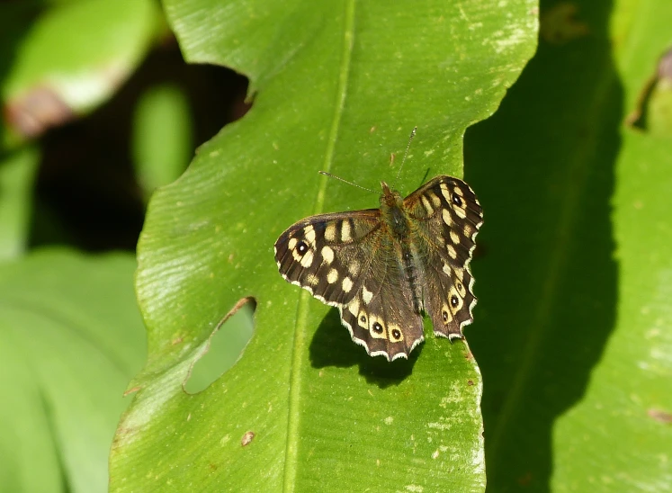 a erfly perched on top of green leaf