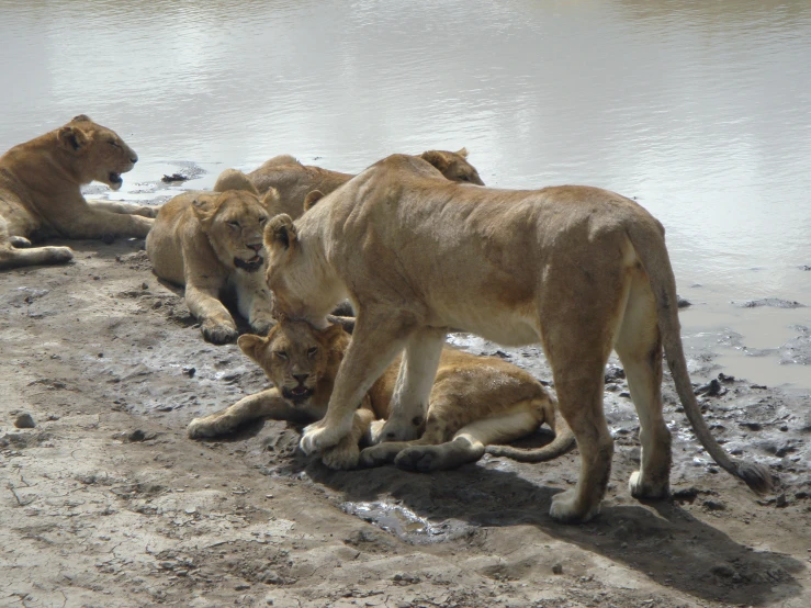 two young lions and three adults relax on the bank of a body of water