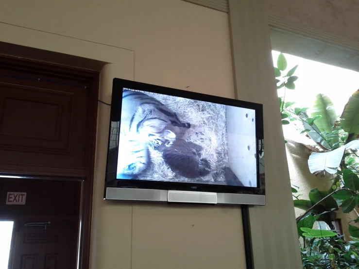 television showing cat on screen with window open