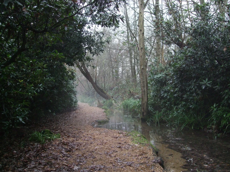 a narrow river surrounded by trees on a misty day