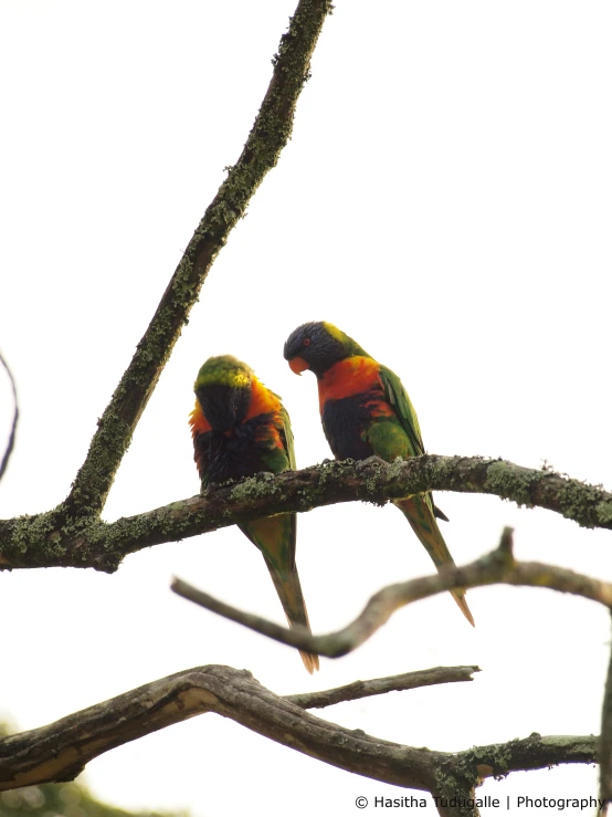 two birds perched on top of a tree nch