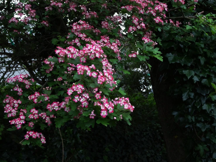 pink flowers blooming out from the trees in a garden