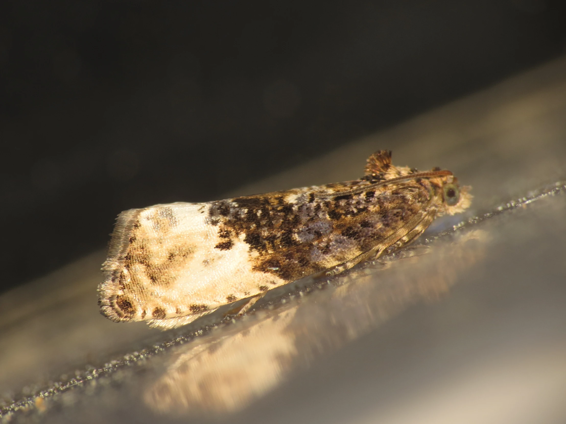 close up of the underside of a moth's shell