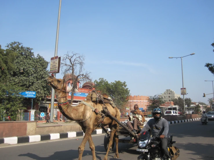 a camel is being loaded down the street on a motorcycle