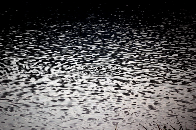 bird in shallow body of water with dark sky above