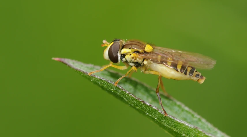 a small insect perched on a green leaf