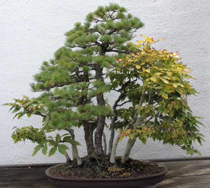 an evergreen tree with lots of leaves growing in a pot