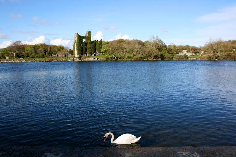 the swans are sitting on the surface of the water