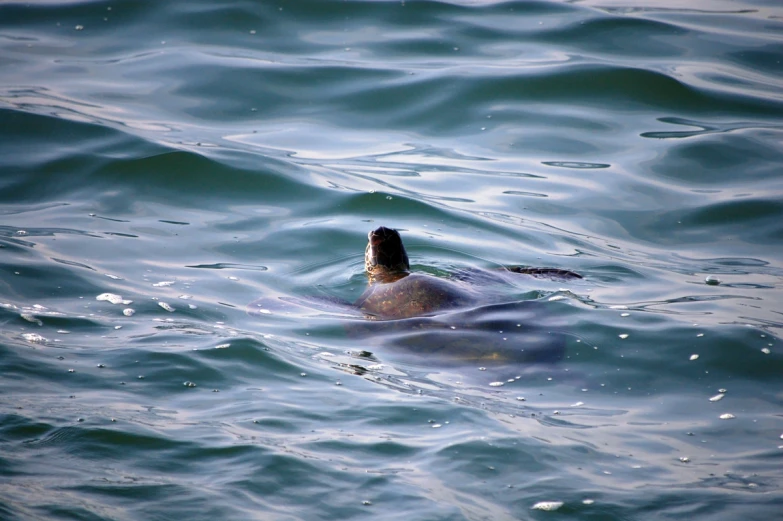 a small animal swimming on the water near a shore