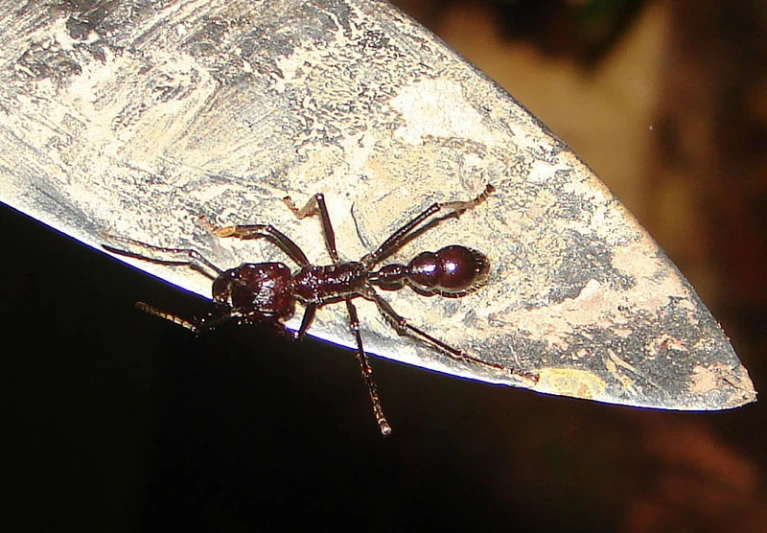 an ant bug sitting on top of a white piece of silverware