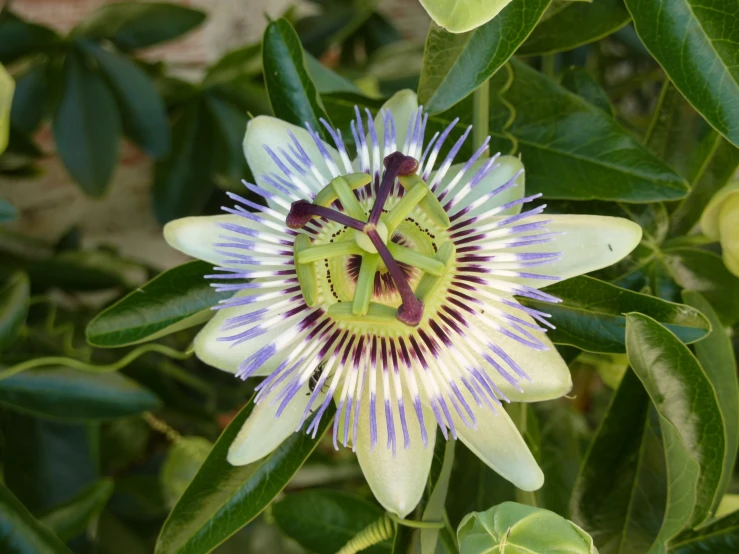 an exotic flower has purple and green stripes