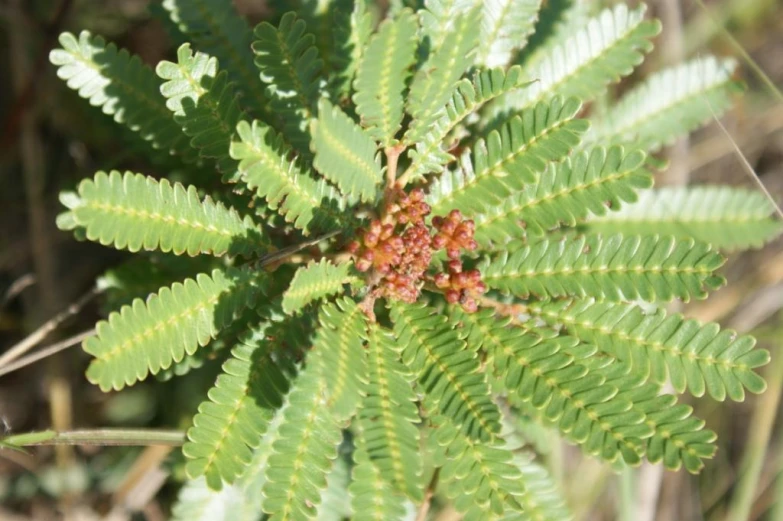 the top of a fern with lots of green leaves