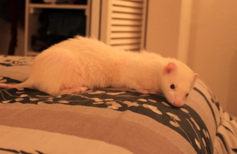 an animal with a white head is laying on a blanket