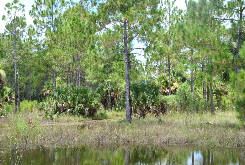 the lake is surrounded by tall trees