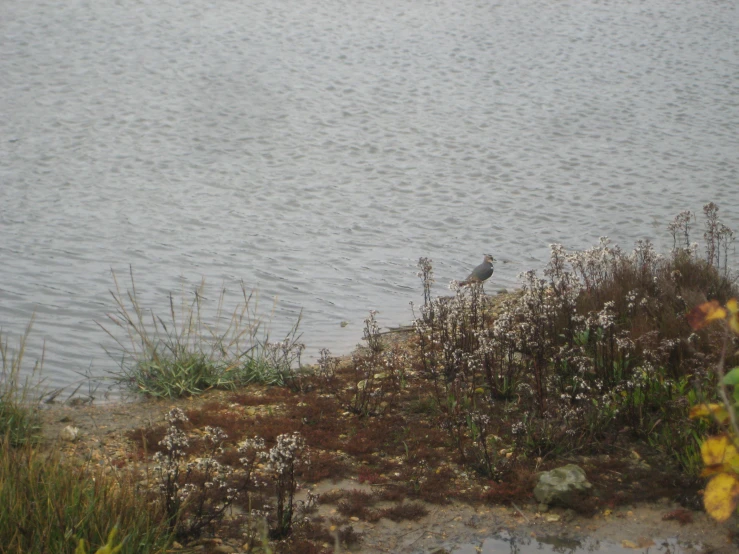 a bird sits on the edge of a hill