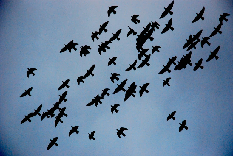 many birds are flying through the air together