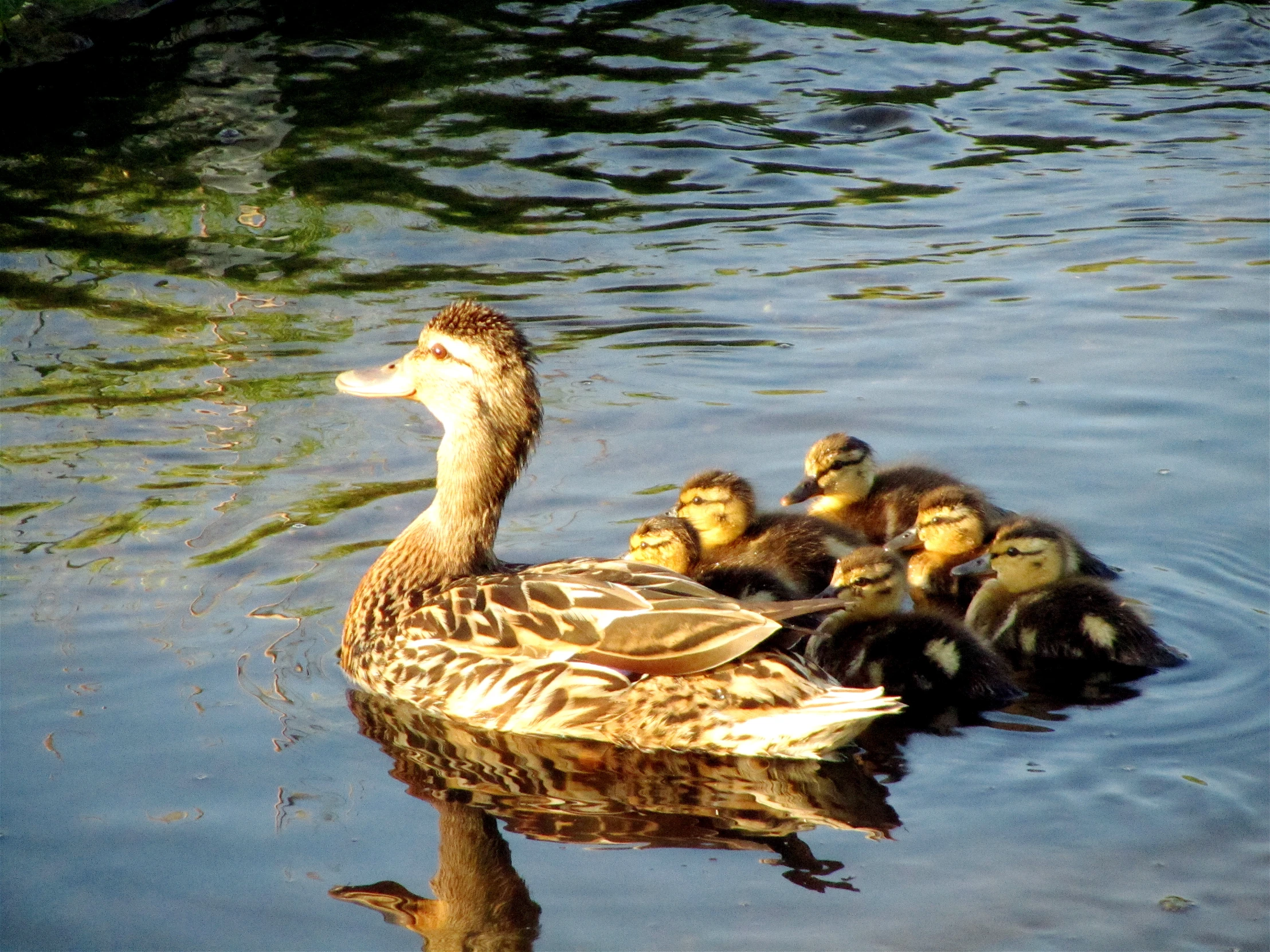 the ducklings are being followed by their mom