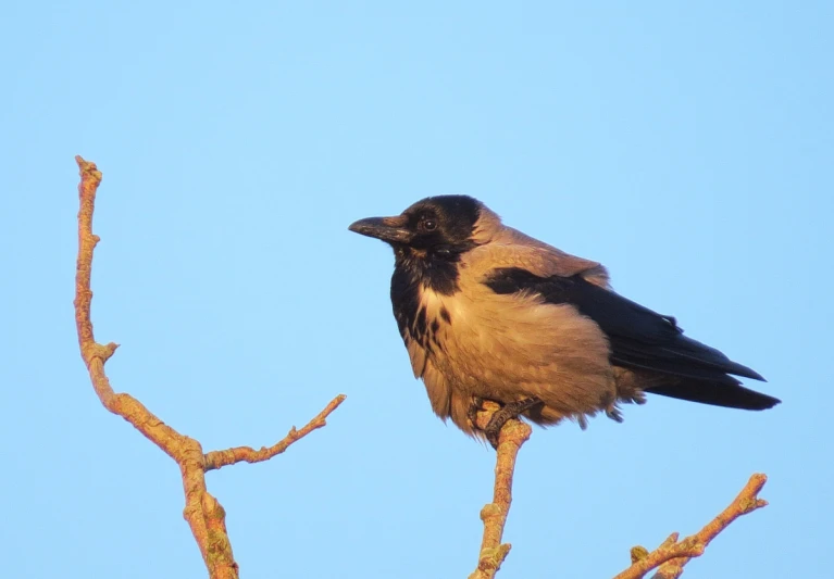 a close up of a bird sitting on top of a tree