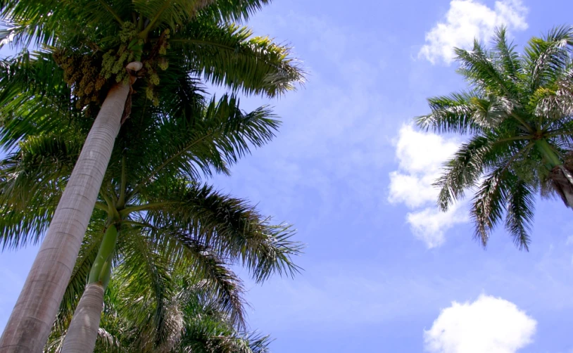 two large trees on a sunny day