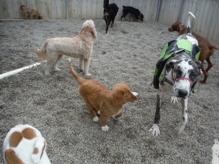 dogs standing outside and a cat in between them