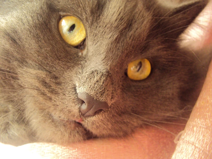 a close - up of a grey cat with yellow eyes