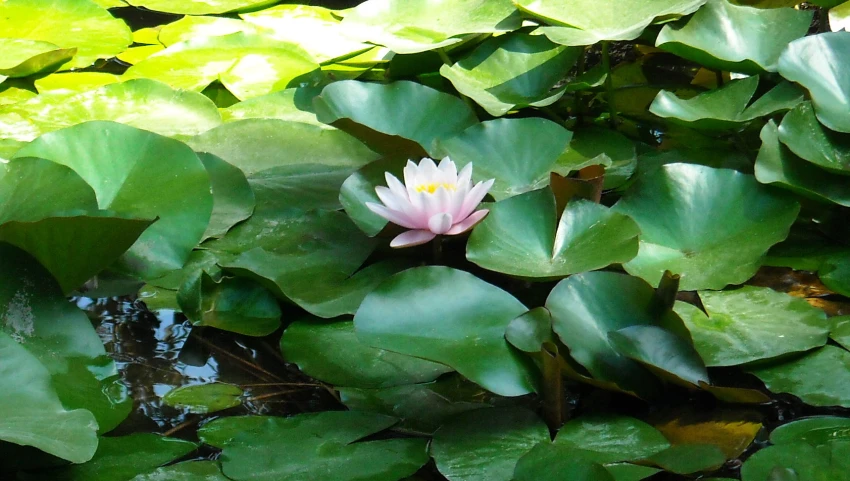 a pretty pink waterlily in the middle of the leaves