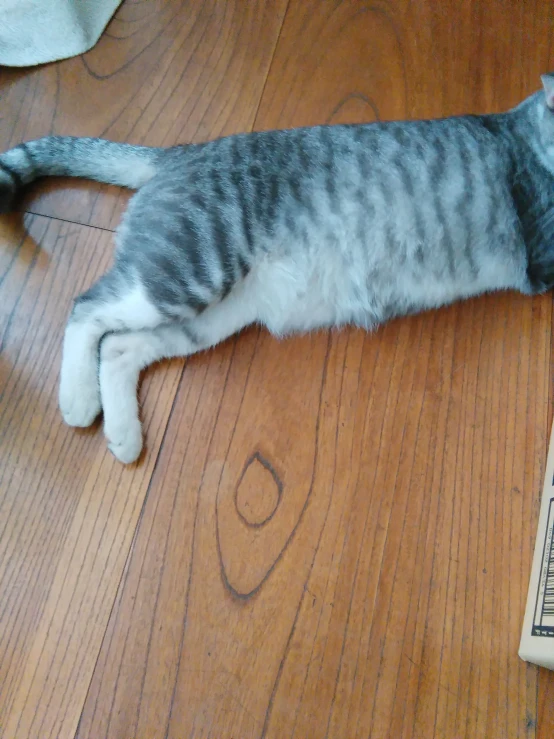 a cat is laying on the floor next to a clock