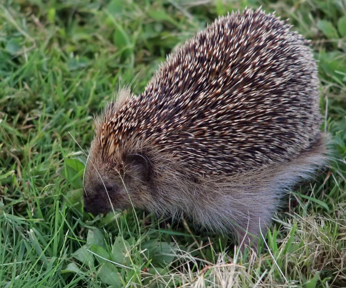 an hedgehog on a grassy field, sniffing for insects