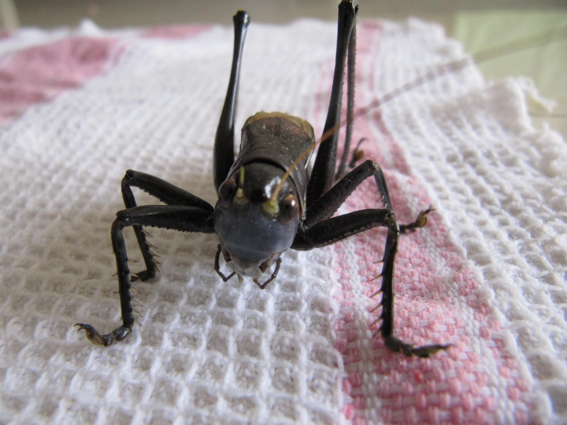 a black insect is standing on a white towel