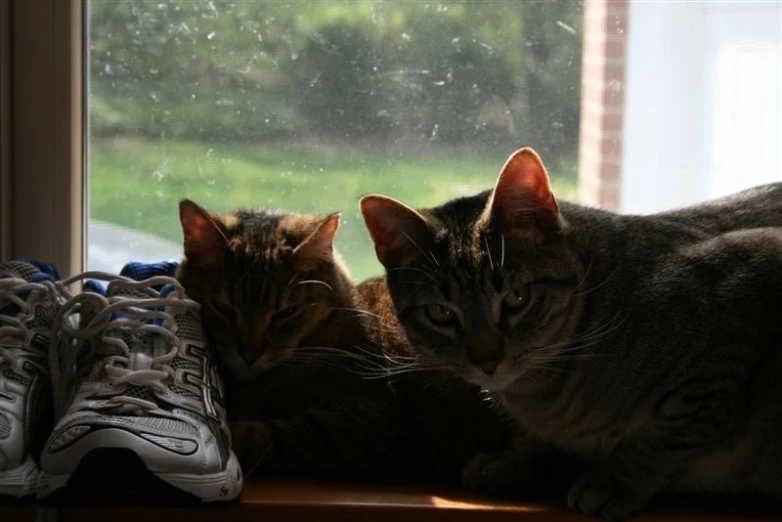 two cats look at each other as they sit on a window sill