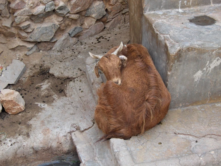 a horned animal laying on concrete steps