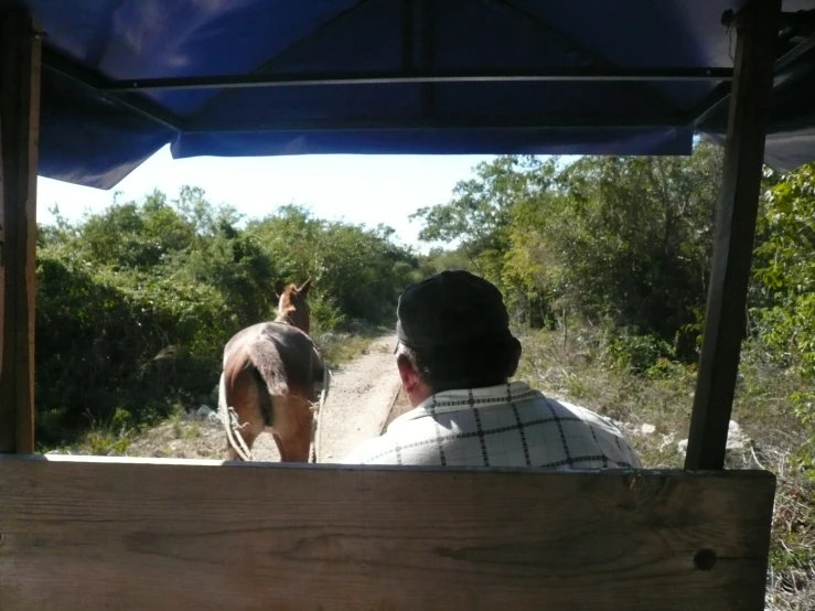 a horse walking down a path through the woods