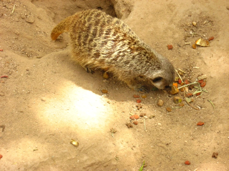 a meerkat is sitting in the dirt