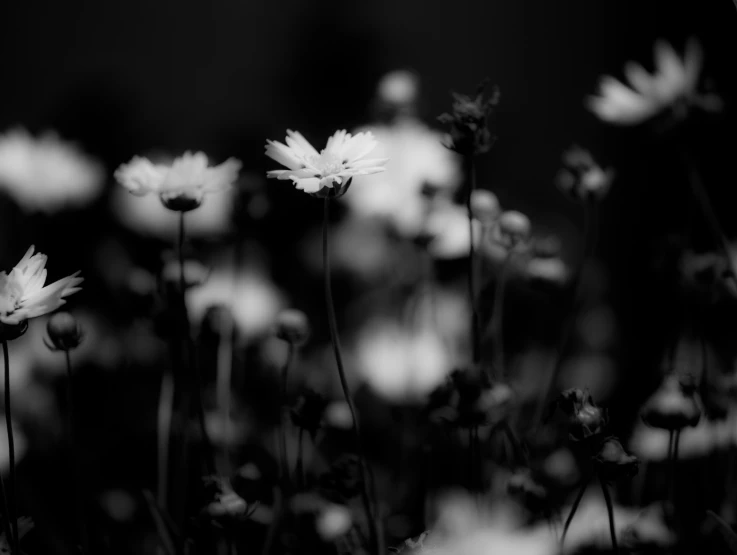 some white daisies on a black background