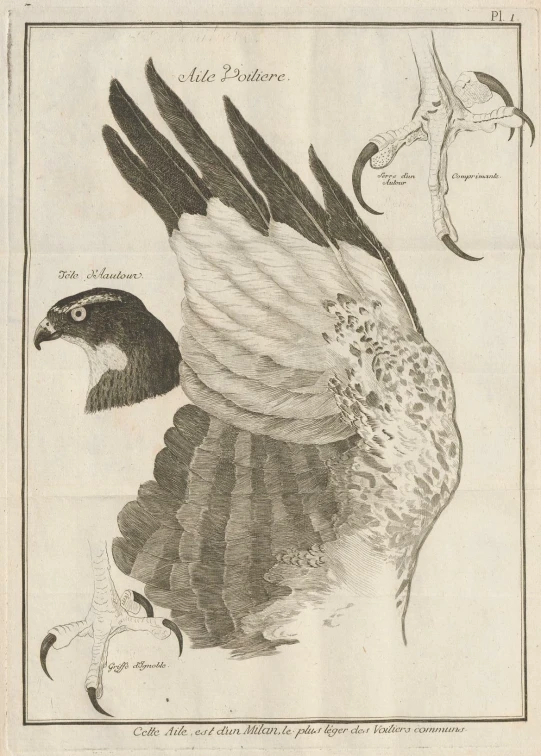 a drawing of a bird with wings extended