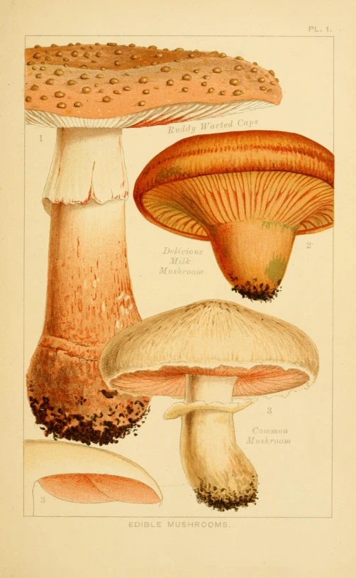 an illustration showing different types of mushrooms