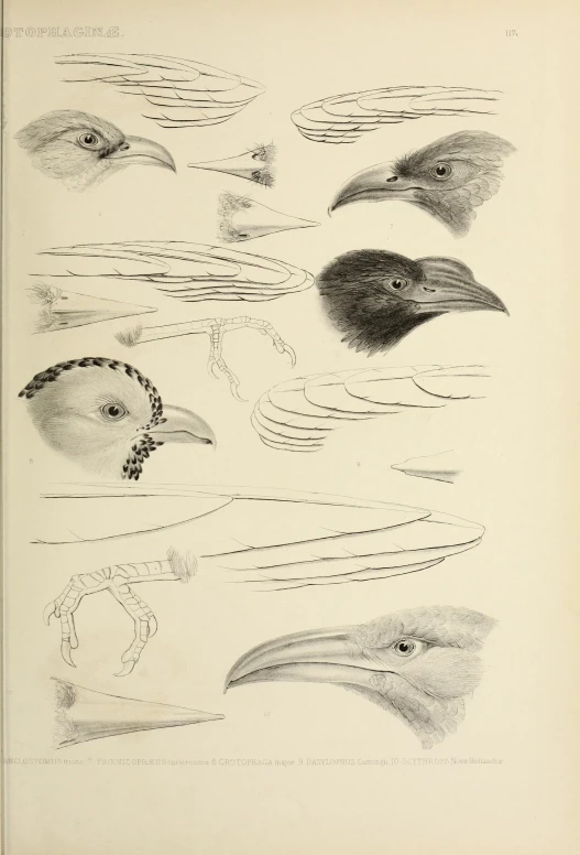 an illustration shows different types of heads and beaks